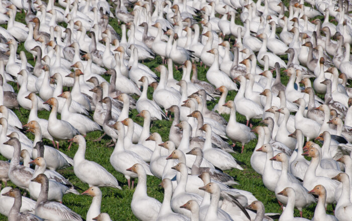Snow Goose Flock Resting on Fir Island