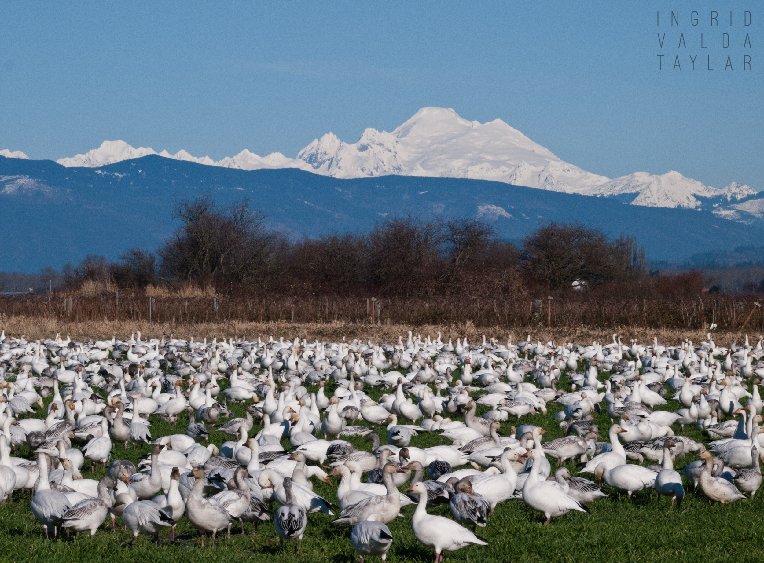 Fir Island Snow Geese with Mountain Backdrop
