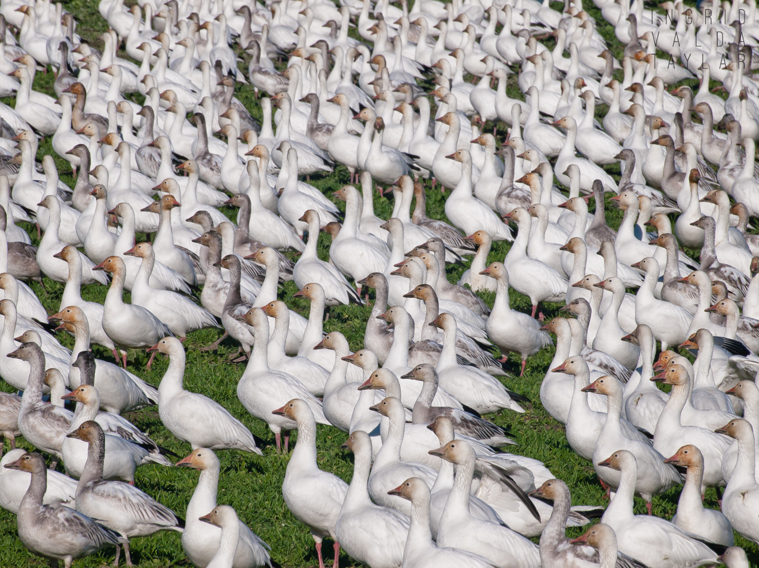 Snow Goose Flock Resting on Fir Island