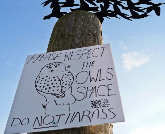 Snowy Owl Sign at Boundary Bay