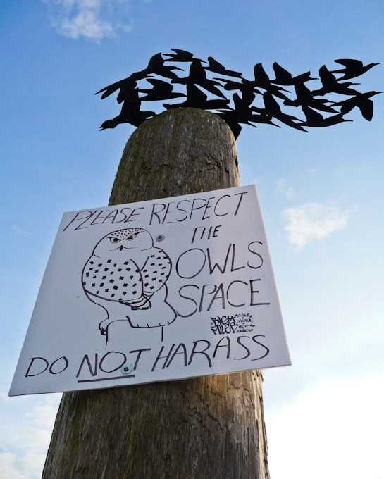 Snowy Owl Sign at Boundary Bay