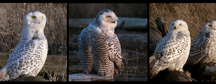 Snowy Owl Triptych