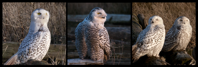Snowy Owl Triptych