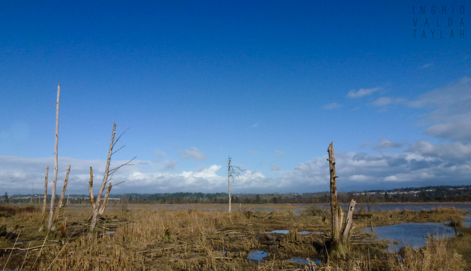 Spencer Island Marsh 2