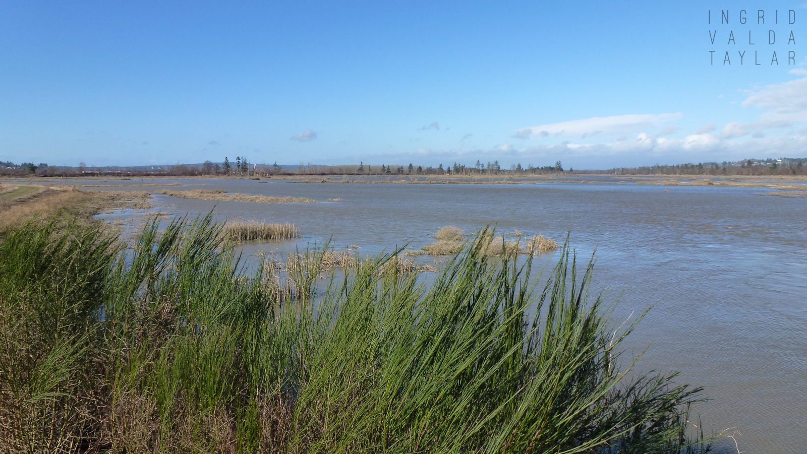 Spencer Island Marsh