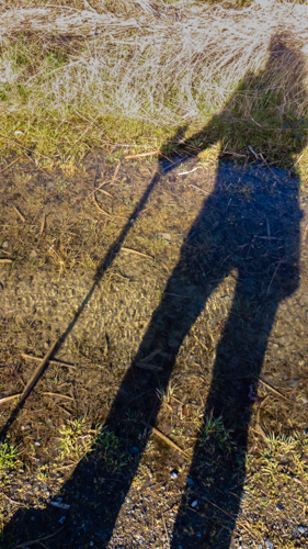 Spencer Island Shadow