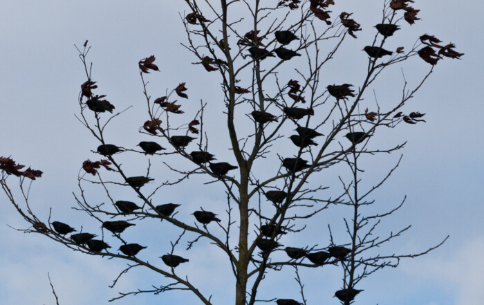 Spencer Island Starlings