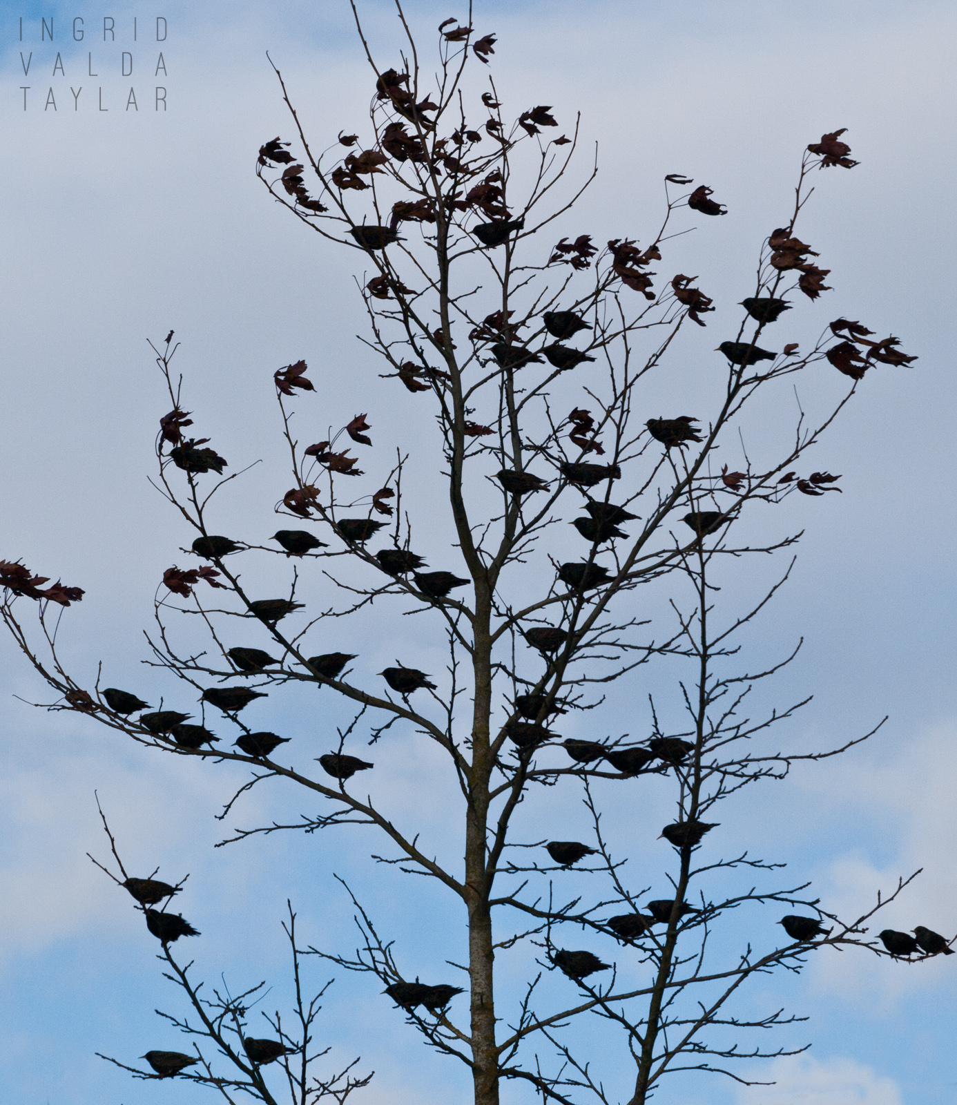 Spencer Island Starlings