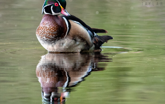 Wood Duck at Washington Park Arboretum 2