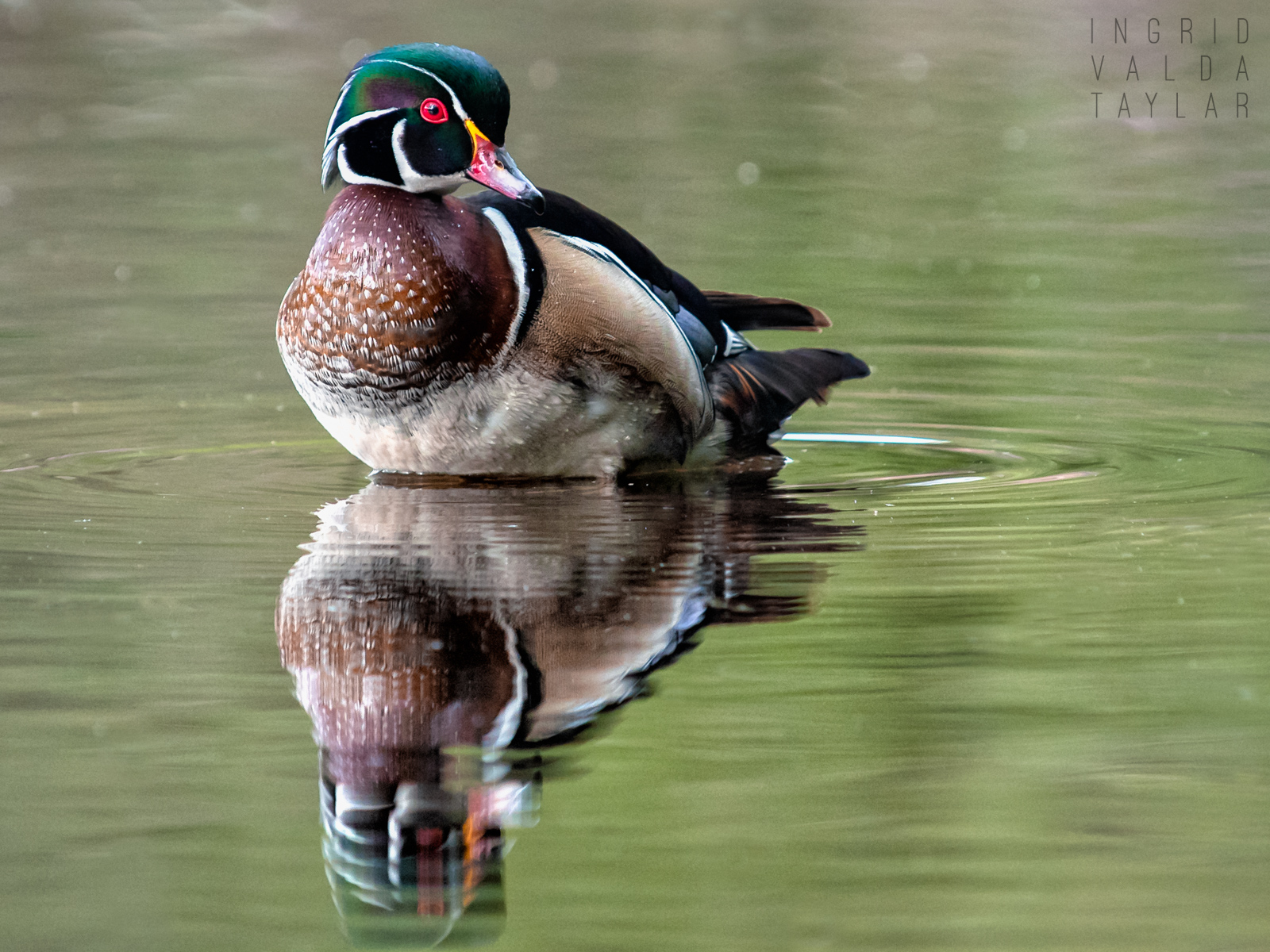 Wood Duck at Washington Park Arboretum 2