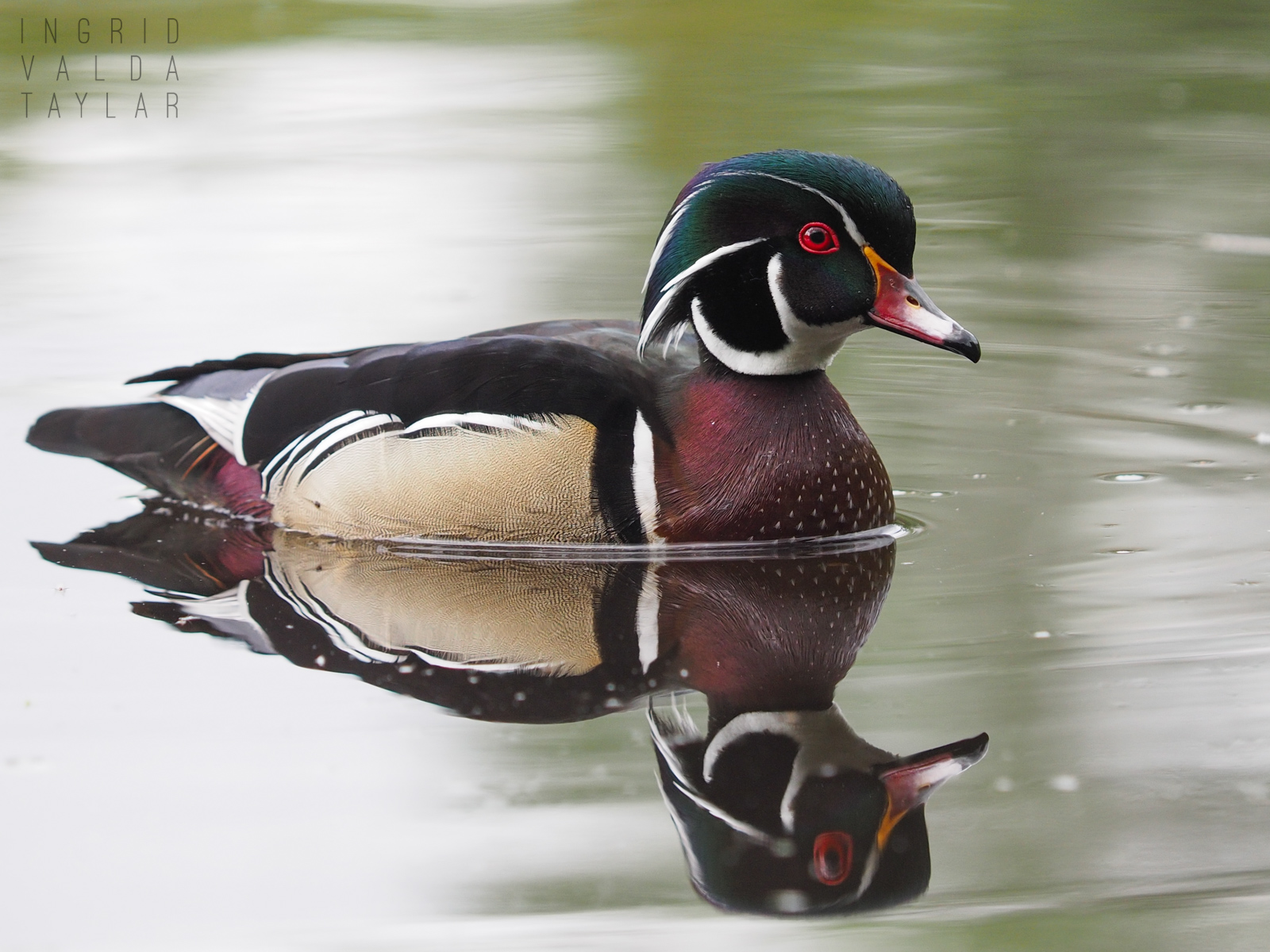 Wood Duck at Washington Park Arboretum