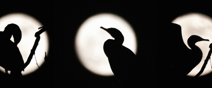 Cormorant Roost and Full Moon