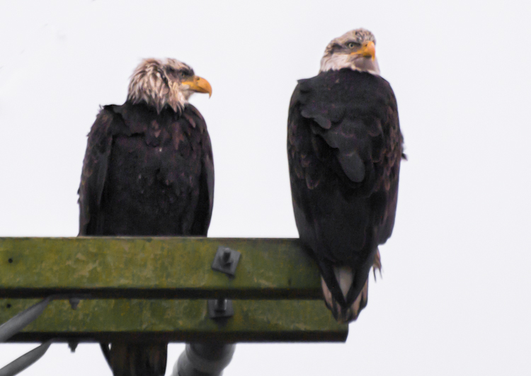 Bald Eagles on Utility Pole in the Rain