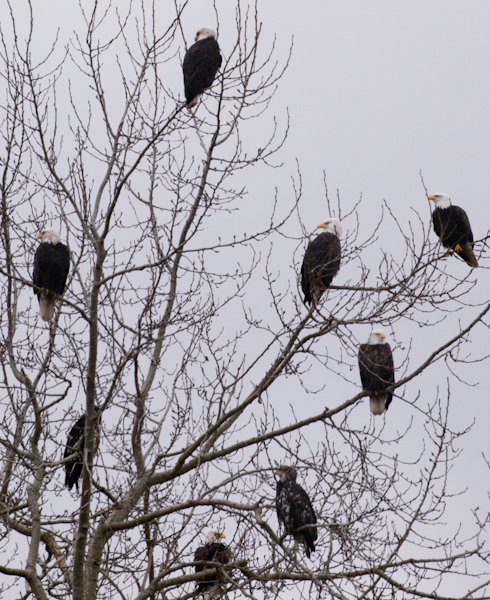 Bald Eagle Tree Roost