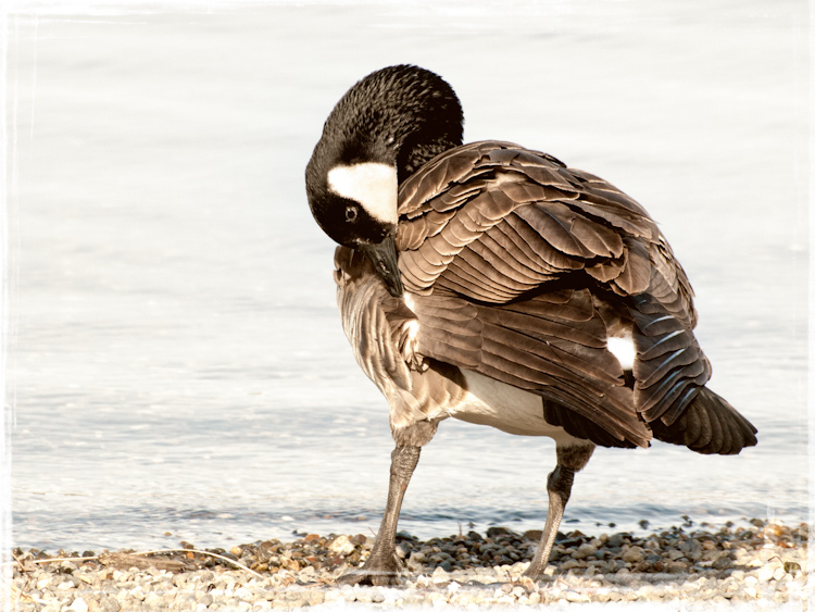 Canada Goose Preening