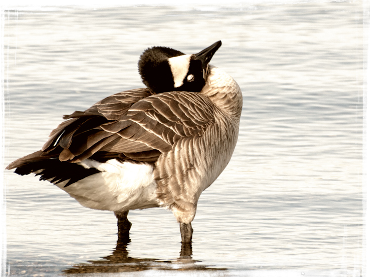 Canada Goose Preening