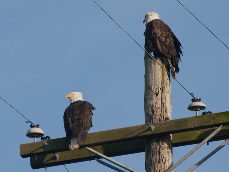 Bald Eagles on Utility Pole at Westham Island Bridge BC