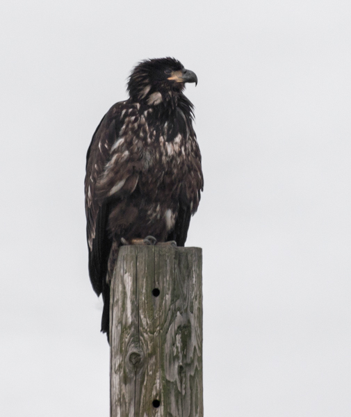 Immature Bald Eagle on Utility Pole