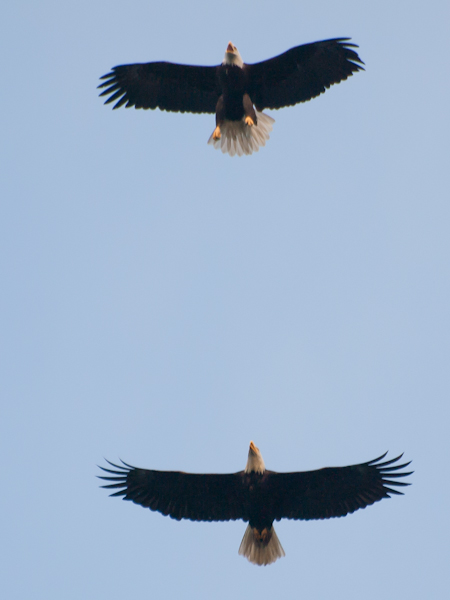 Bald eagles in Flight