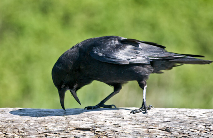 American Crow Coughing Up Pellet