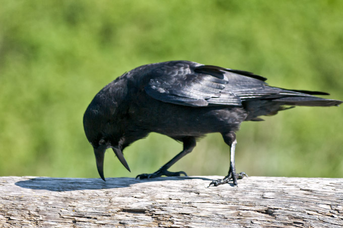 American Crow Coughing Up Pellet