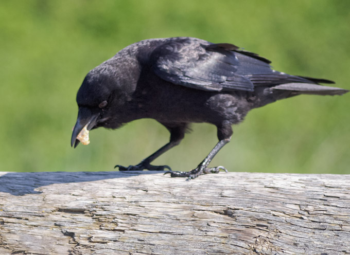 American Crow Coughing Up Pellet