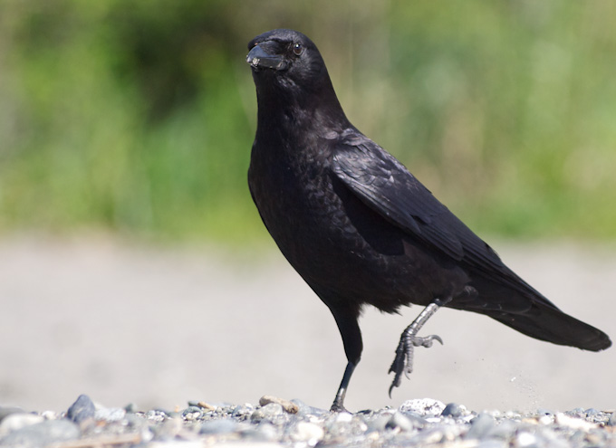 680crow5 Crow on Seattle Beach