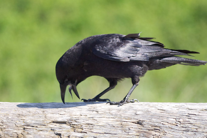 American Crow Coughing Up Pellet
