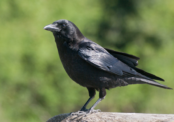 Crow on Log on Seattle Beach