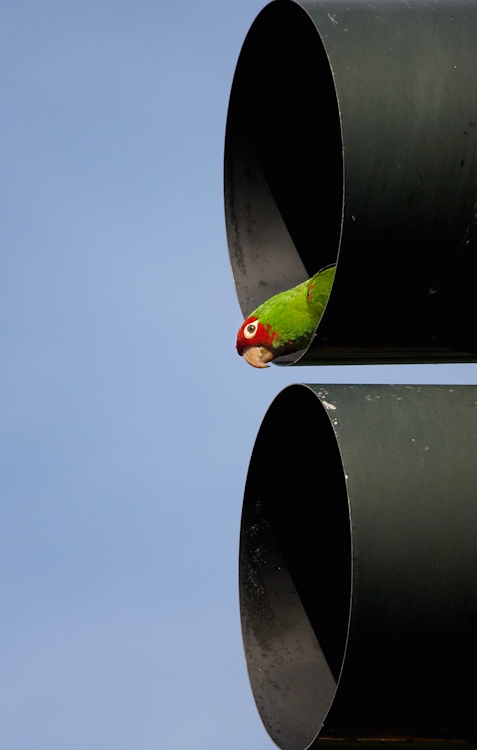 San Francisco Wild Parrot in Traffic Light San Francisco Wild Parrot in Traffic Light
