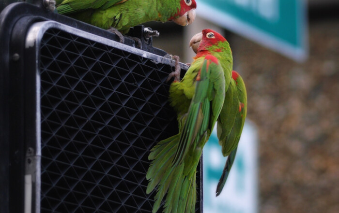 San Francisco Red-Masked Parakeets Playing on Crosswalk Signal