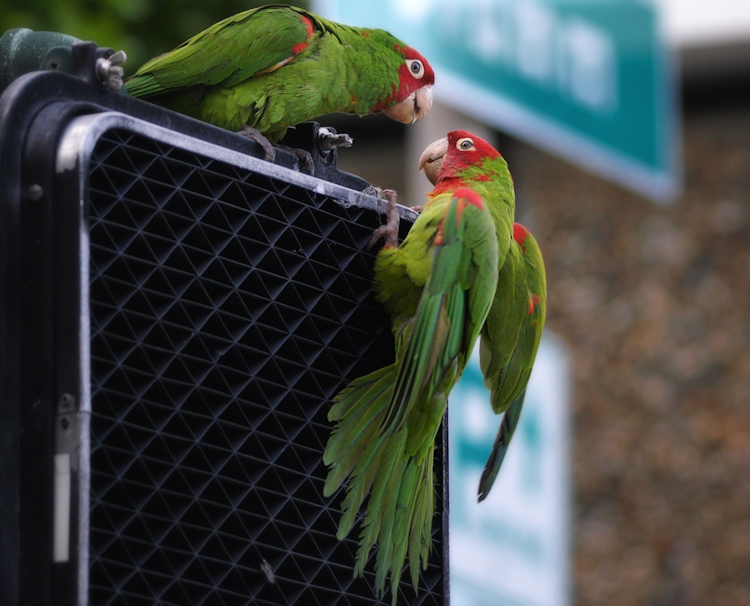 San Francisco Red-Masked Parakeets Playing on Crosswalk Signal