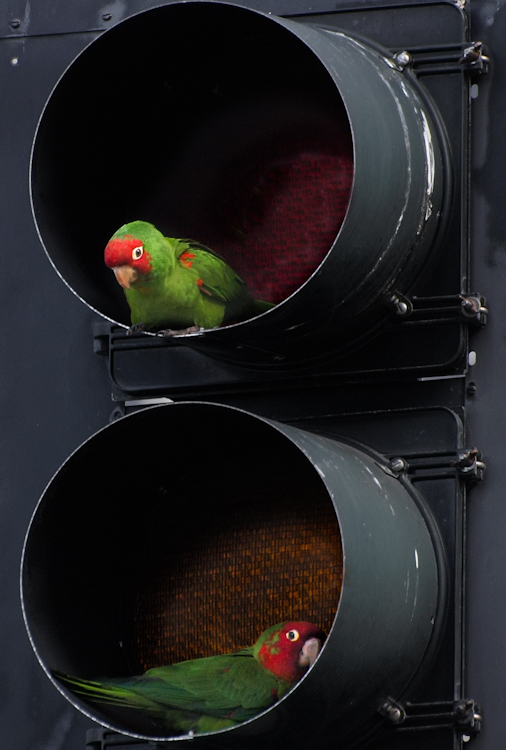 Wild Parrots in San Francisco Traffic Signal