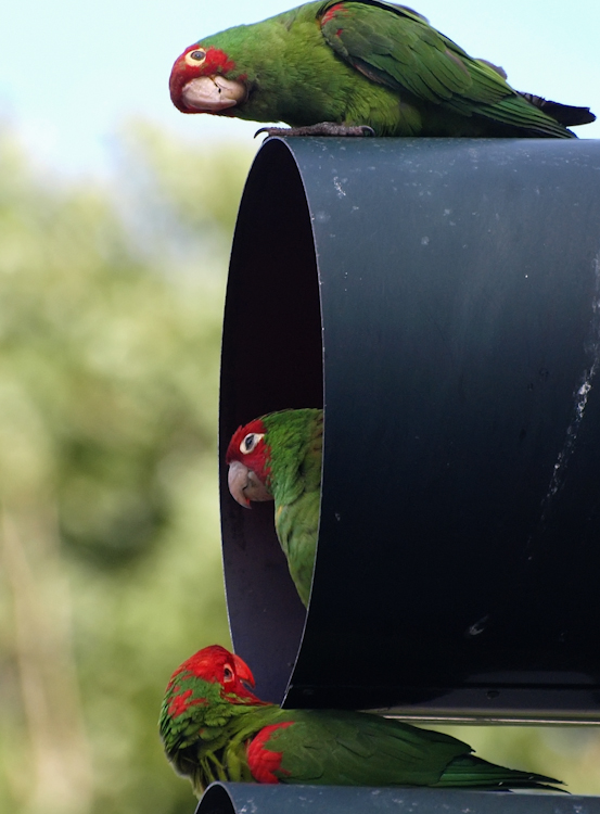 San Francisco Wild Parrots in Traffic Light