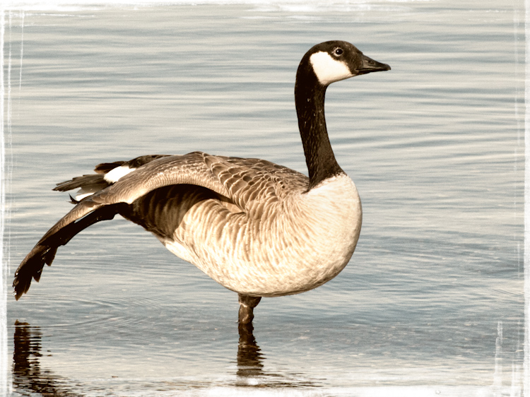 Canada Goose Stretching Wing
