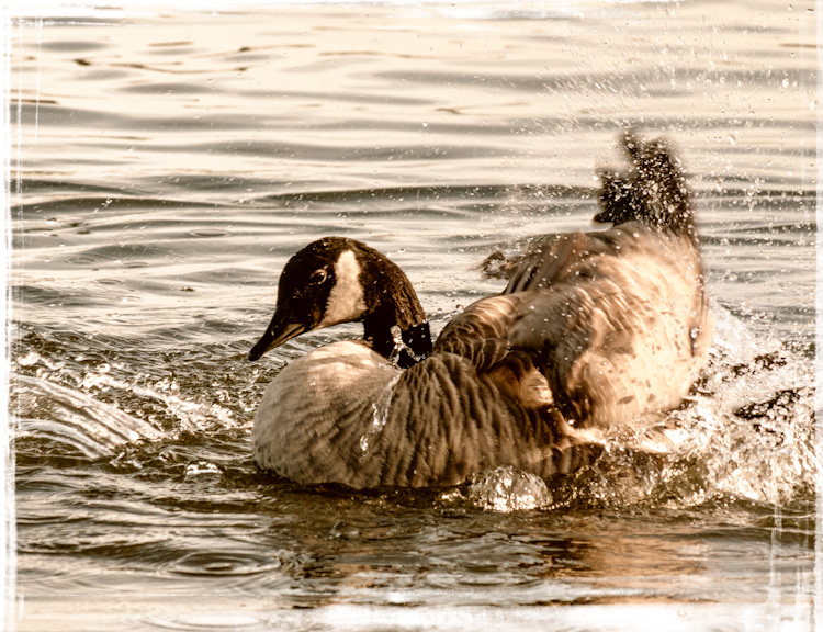 Canada Goose Bathing in Lake Union Seattle