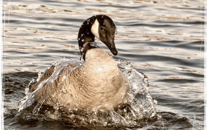 Canada Goose Bathing in Lake Union Seattle