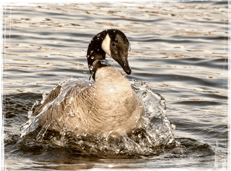 Canada Goose Bathing in Lake Union Seattle
