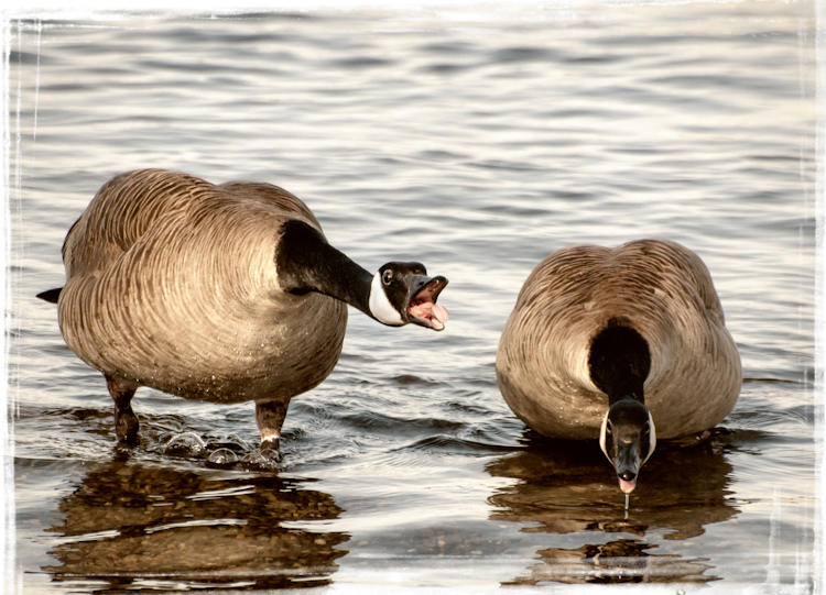 Canada Goose Pair in Lake Union Seattle