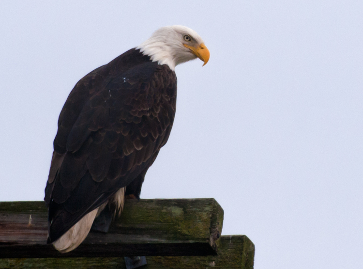 Bald Eagle on Utility Pole
