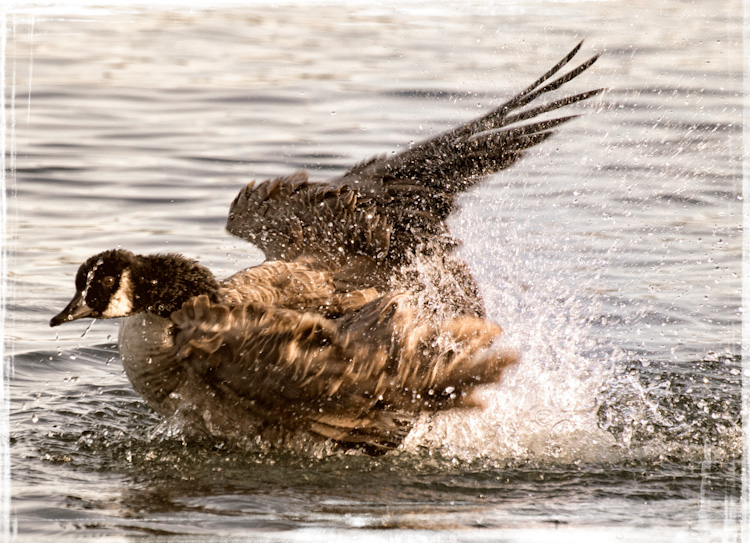 Canada Goose Bathing in Lake Union Seattle