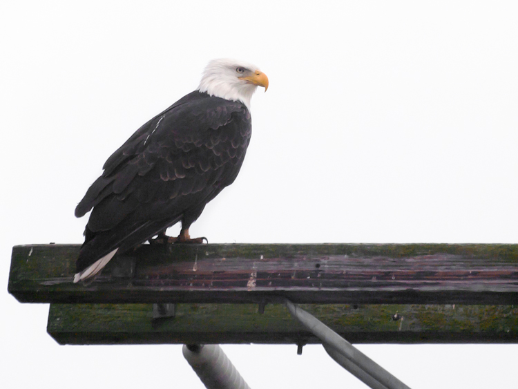 Bald Eagle on Utility Pole