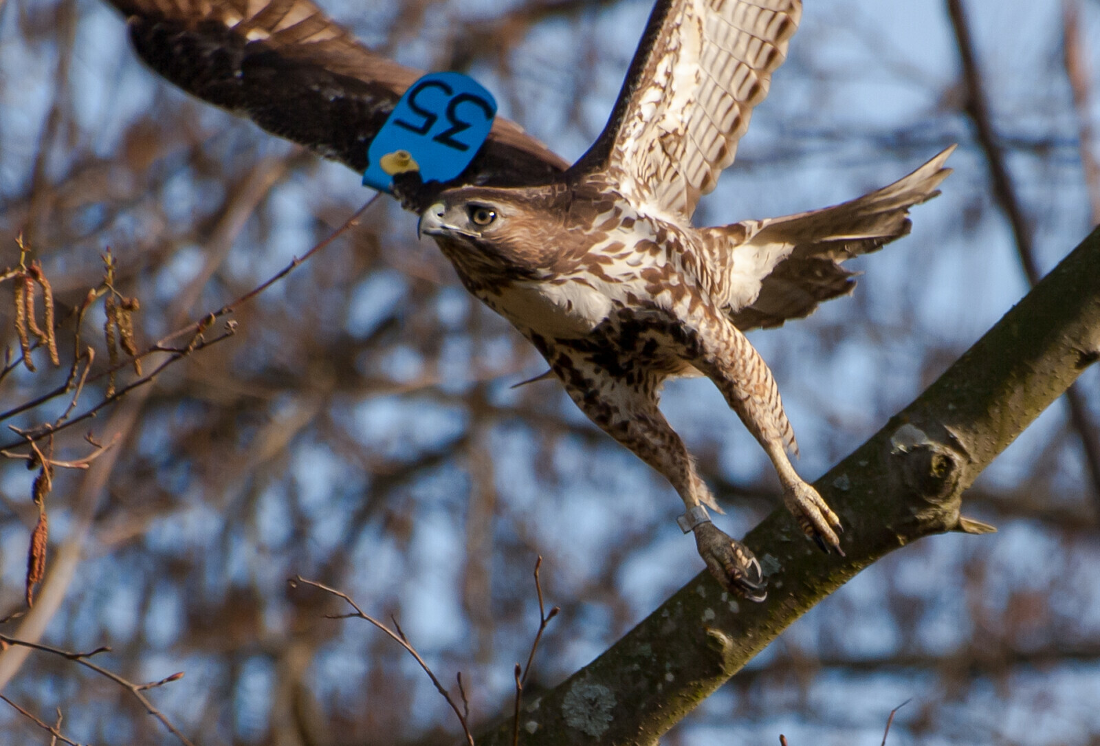 Red-tailed Hawk with Patagial (Wing) Tag Red-tailed Hawk with Patagial Wing Tag