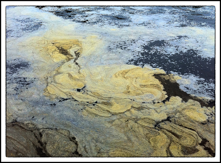 Pollen Foam in Puget Sound