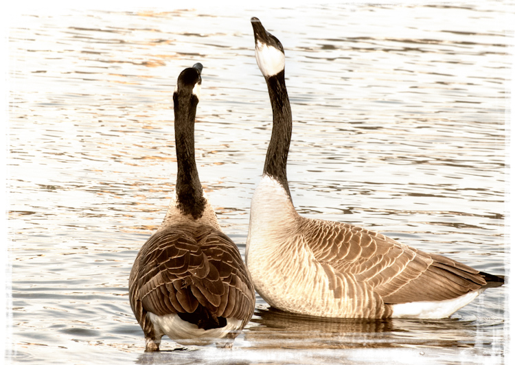 Canada Goose Pair Communicating on Lake Union Seattle
