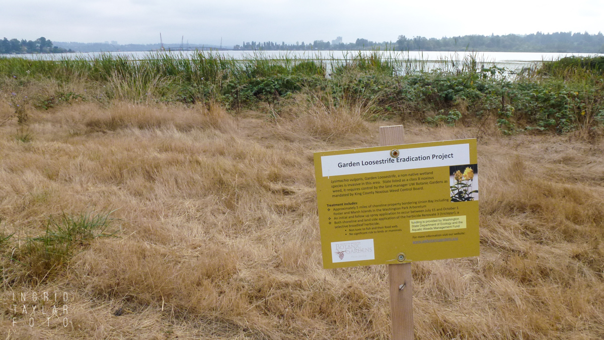 Habitat Restoration at Union Bay Natural Area