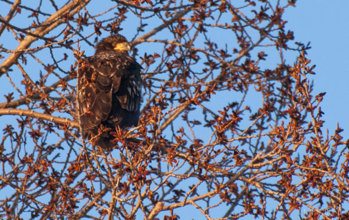 Immature Bald Eagle in Tree