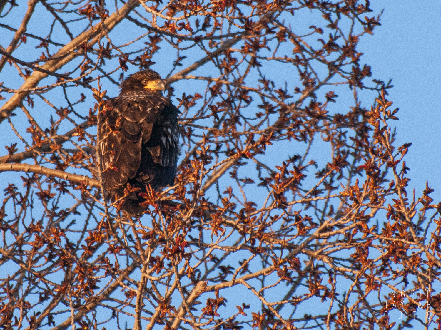 Immature Bald Eagle in Tree