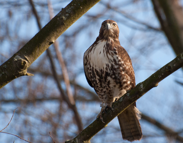 Red-tailed Hawk on Branch in Union Bay Natural Area