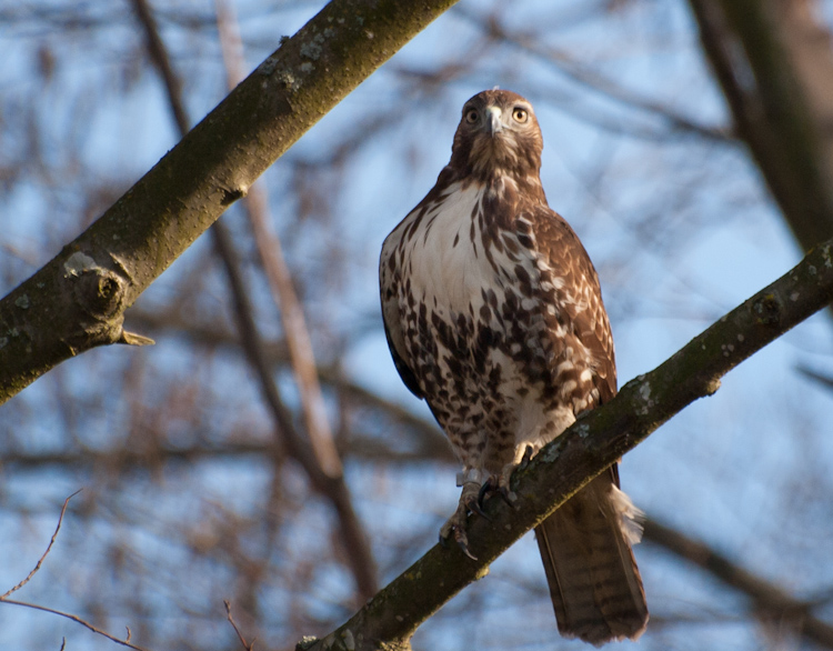Red-tailed Hawk on Branch in Union Bay Natural Area Red-tailed Hawk on Branch in Union Bay Natural Area
